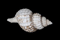 藏品(法螺)的圖片